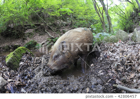 Numata field of the wild boar 42806457