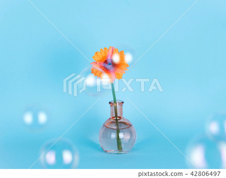 Orange daisy flower in a vase on trendy background. 42806497