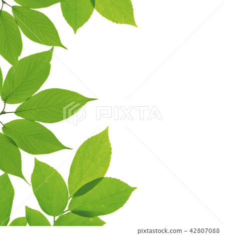green leaves isolated on white background 42807088