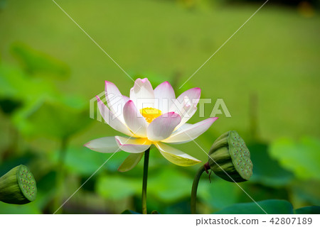 一朵蓮花 一朵蓮花 42807189