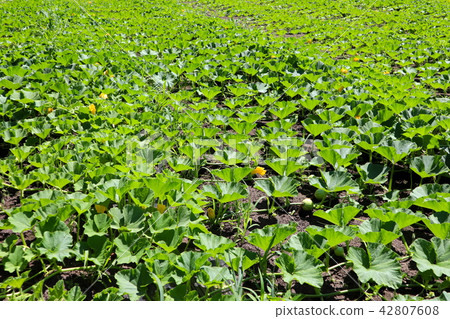 Pumpkin field from Hokkaido 42807608