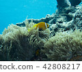 Clown anemonefish and sea anemones 42808217