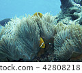 Clown anemonefish and sea anemones 42808218