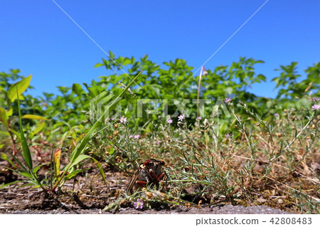 Semi on summer vacation 42808483