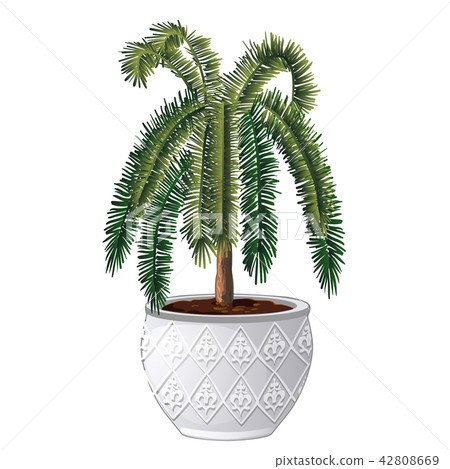 Office palm tree isolated on white background. Vector cartoon close-up illustration. 42808669
