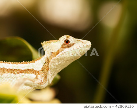Serated Iguana on the leaf - Laemanctus serratus 42809130