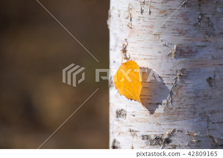 Birch leaves Birch leaves 42809165