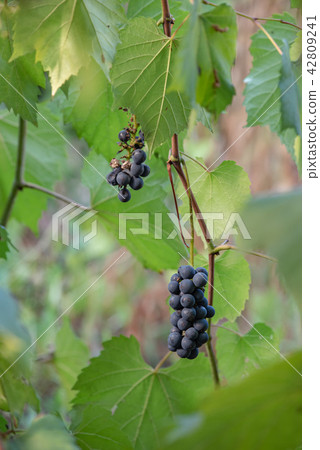 山葡萄的果子在樹的 42809241