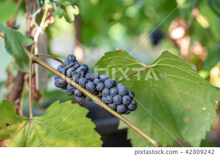 山葡萄的果子在樹的 42809242