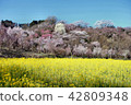 Rape blossoms and cherry blossoms 42809348