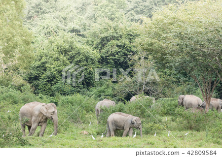Asian elephants is eating solid in Thailand forest 42809584