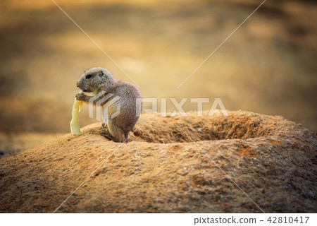 Baby prairie dog feeding at its lair 42810417