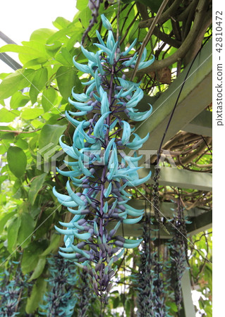 Green chisel in greenhouse Green chisel in greenhouse 42810472