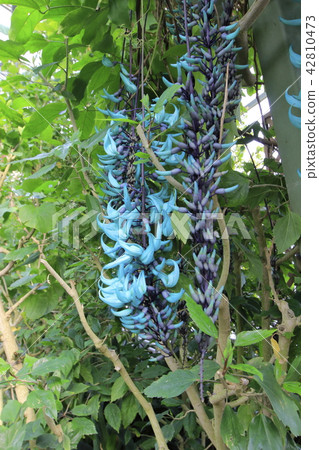 綠色鑿子自溫室 綠色鑿子自溫室 42810473