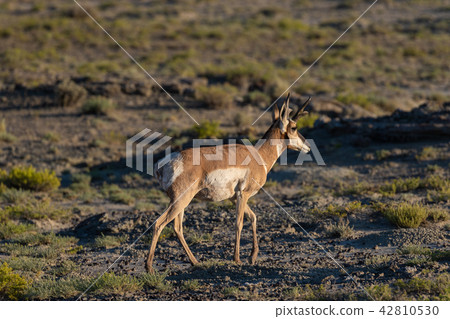 Pronghorn Antelope Buck 42810530