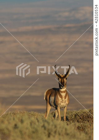 Pronghorn Antelope Buck Pronghorn Antelope Buck 42810534