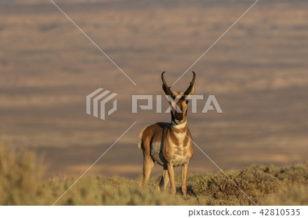 Pronghorn Antelope Buck Pronghorn Antelope Buck 42810535