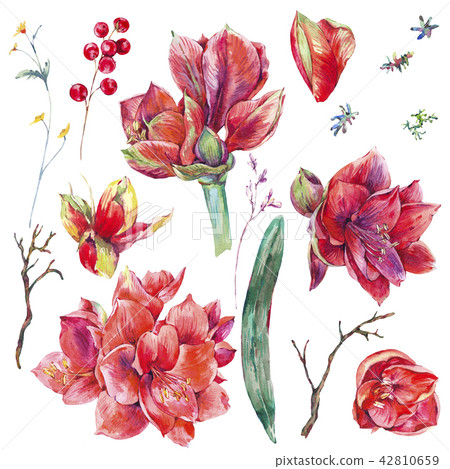 Watercolor floral set of red flowers Amaryllis Watercolor floral set of red flowers Amaryllis 42810659