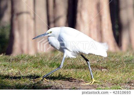 野生鳥Shiragigi 野生鳥Shiragigi 42810693
