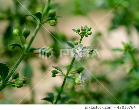 Scoparia dulcis plant 42810764
