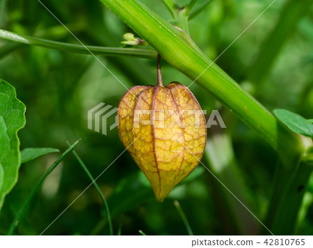 Hogweed or Ground Cherry. 42810765