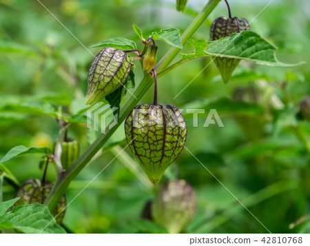 Hogweed or Ground Cherry. 42810768