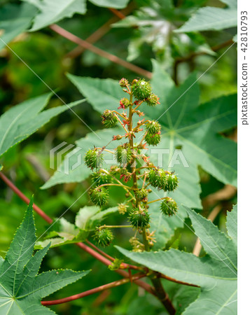 Close up of Ricinus communis. 42810793
