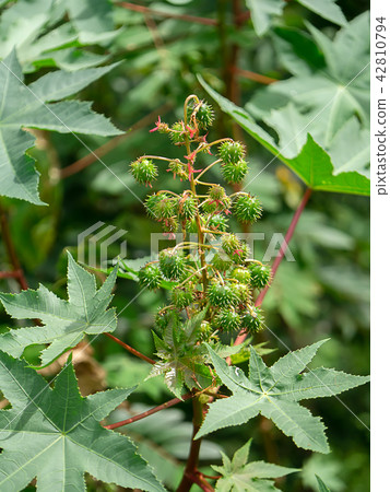 Close up of Ricinus communis. 42810794