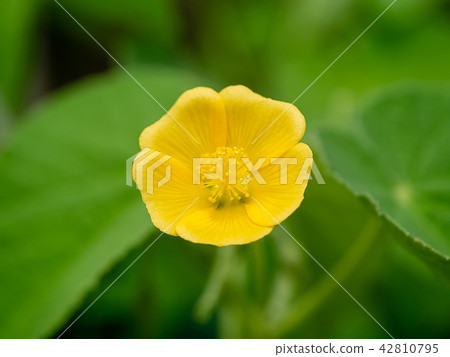 Country mallow plant Country mallow plant 42810795