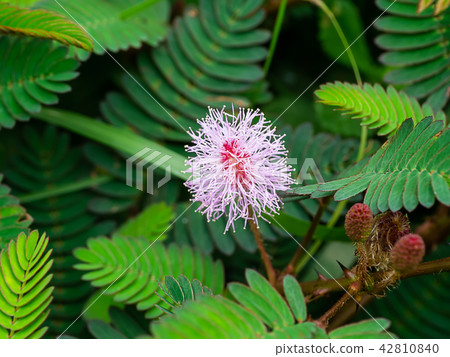 sensitive plant, sleepy plant sensitive plant, sleepy plant 42810840