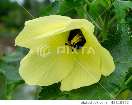 Abelmoschus moschatus Medik 42810852