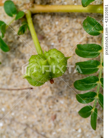 Ground Bur-nut 42810861