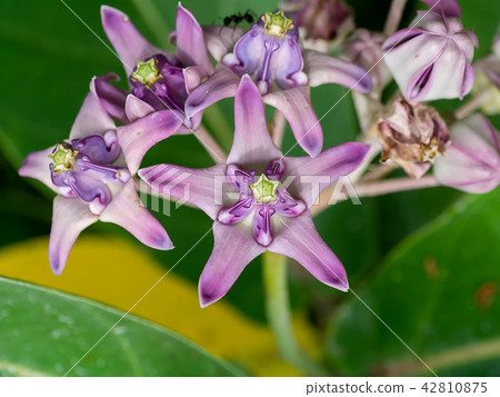 Crown flower or Calotropis gigantea. Crown flower or Calotropis gigantea. 42810875