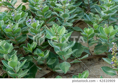 Close up of Vitex trifolia 42810909