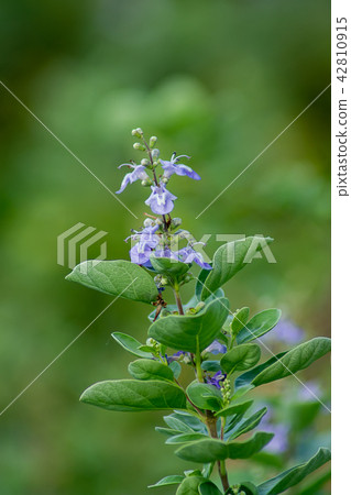 Close up of Vitex trifolia 42810915
