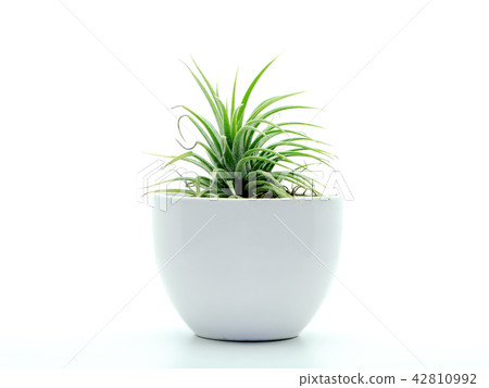 tillandsia air plant. 42810992