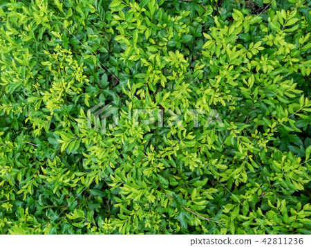 Green fresh natural leaves background 42811236
