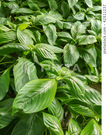 Green fresh natural leaves background Green fresh natural leaves background 42811237