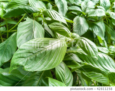 Green fresh natural leaves background Green fresh natural leaves background 42811238