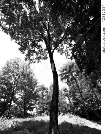 Park tree Park tree 42812554