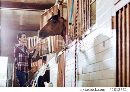 Woman feeling entertained while feeding beautiful horse 42812581