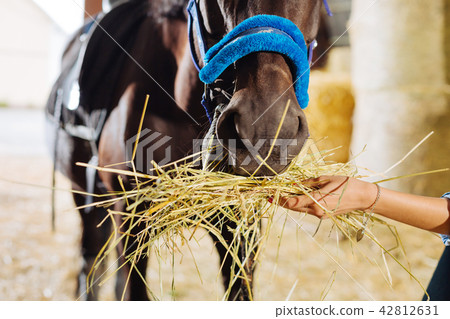 Woman with red nails holding straw in her hand feeding horse 42812631