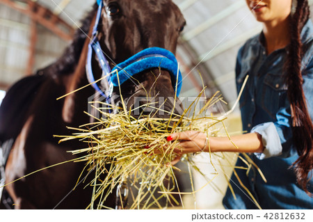 Caring horsewoman feeling lovely while feeding her horse Caring horsewoman feeling lovely while feeding her horse 42812632