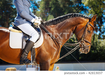Rich businessman loving horse riding sitting on dark horse Rich businessman loving horse riding sitting on dark horse 42813037