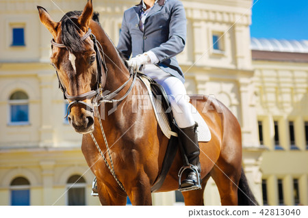 Equestrian wearing black riding boots riding his favorite horse Equestrian wearing black riding boots riding his favorite horse 42813040