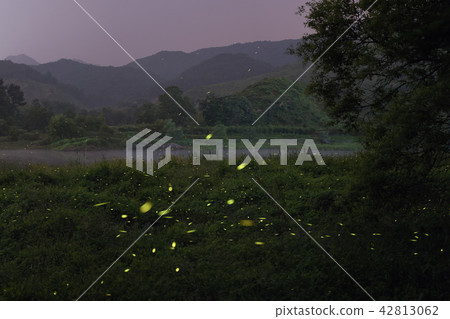 Firefly Firefly 42813062