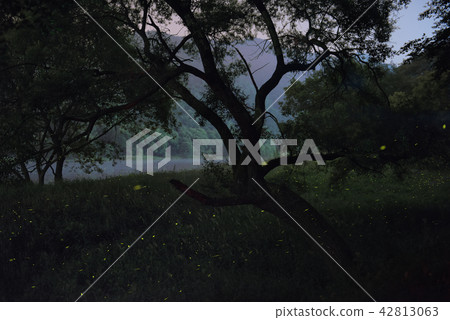 螢火蟲 螢火蟲 42813063