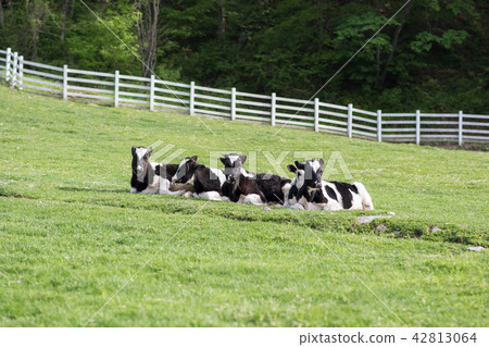 Cow calf resting on grass Cow calf resting on grass 42813064