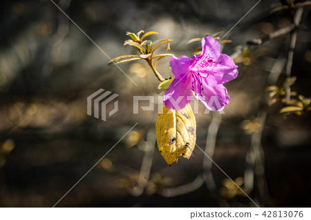 Azalea flowers Azalea flowers 42813076