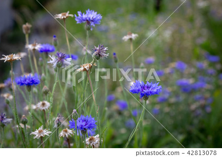 Flower 42813078
